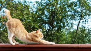 A ginger cat stretching on a wooden ledge with a beautifully arched back, playfully embodying the definition of Callipygian—meaning beautifully shaped buttocks.